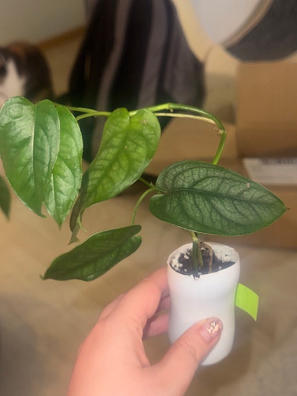 monstera siltepecana