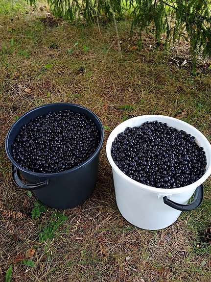 Mustikoita myytävänä