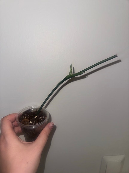 Monstera standleyana pistokas