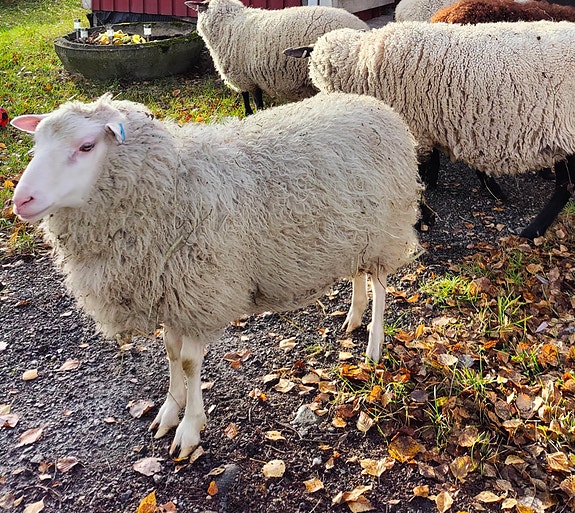 Pässejä + oinas