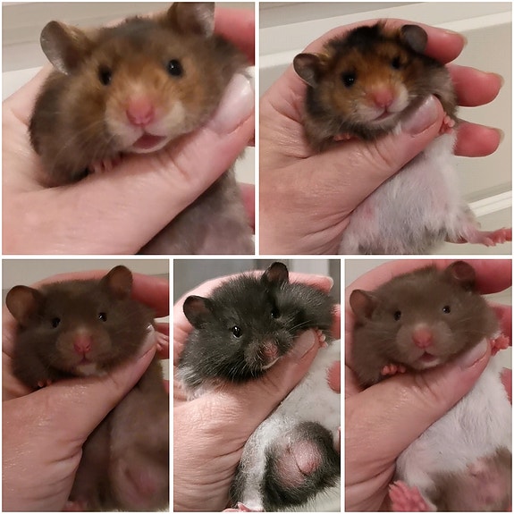 Hamsterin poikasia