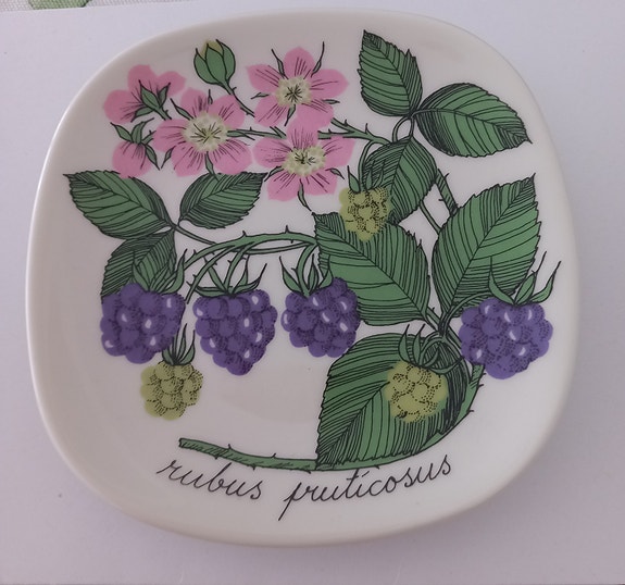 Arabia Botanica Karhunvadelma