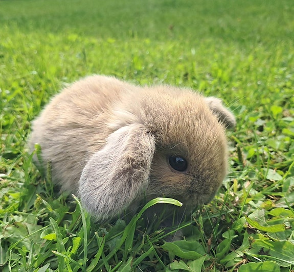 Kääpiöluppa uros