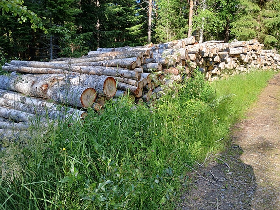 Koivupinotavara 3 m