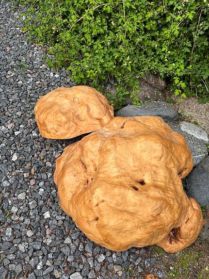 Kaksi koivun pahkaa