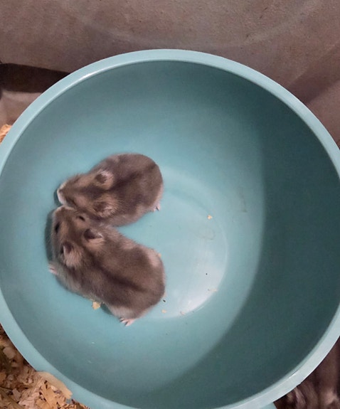 Venäjänkääpiöhamsteri talvikoita