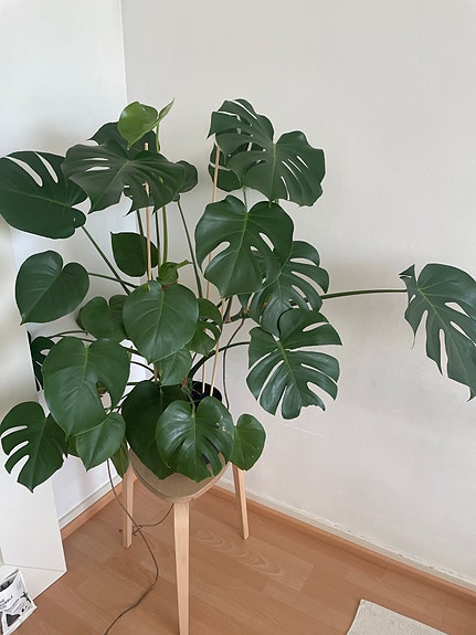 Suuri Monstera viherkasvi ruukussa