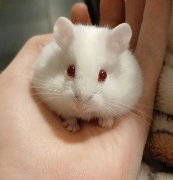 Venäjänkääpiöhamsteri Campbellin poikasia