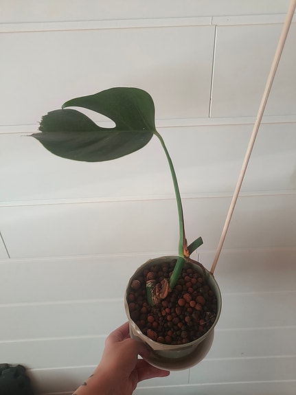 Monstera sierrana