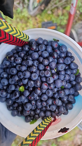 Myydään mustikoita  10 l / 50€