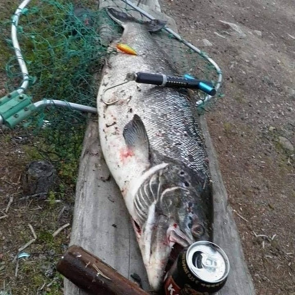 Perhovapa ja perhokela korkkikahvalla