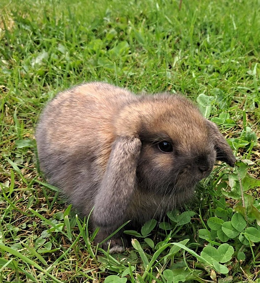 Kääpiöluppa uros