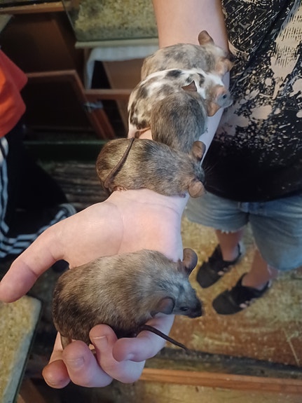 5 suloista kesyhiiri tyttöä 🐭