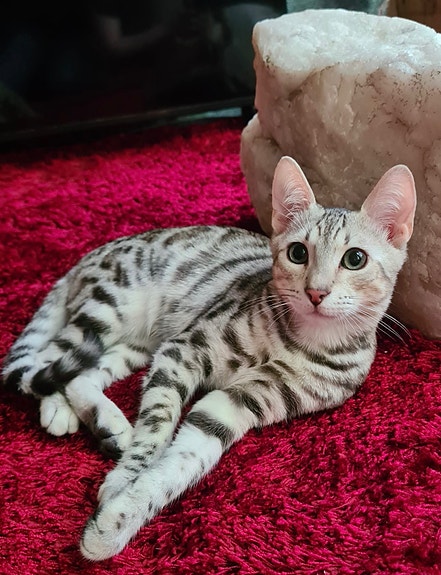 Hopea bengalin poika.