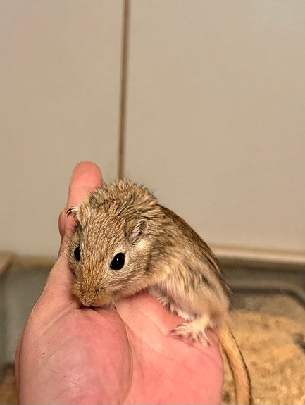 Gerbiileitä