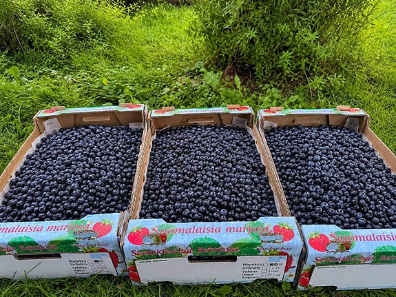 Parhaat mustikat Suomessa