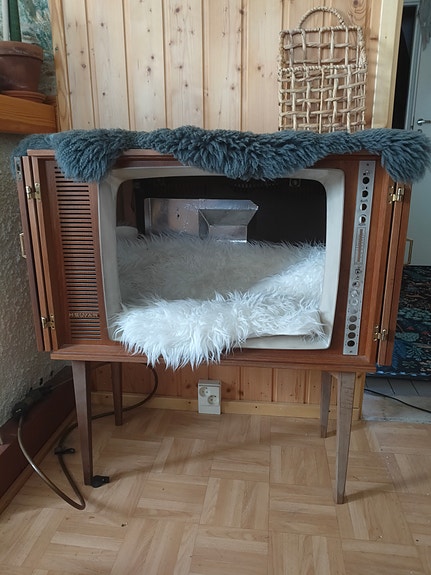 Vanha televisio kissapetinä