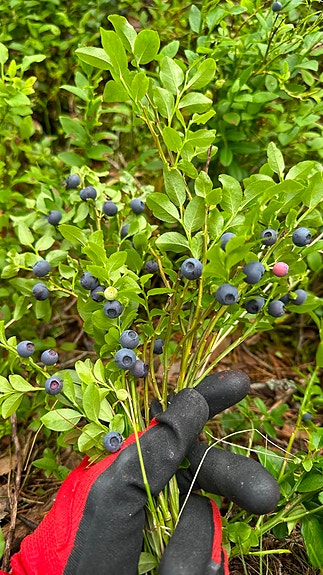 Tänään poimitut suomalaiset metsämustikat