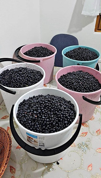 Tuoretta metsämustikkaa 10 L – 50