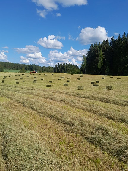 Pikkupaaleissa kuivaa heinää Mouhijärveltä