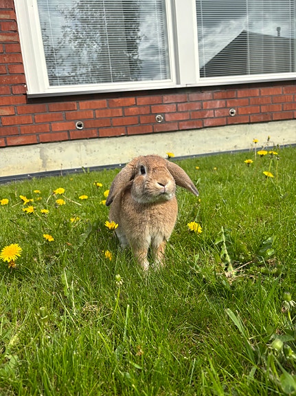 Leikattu Uros pupu