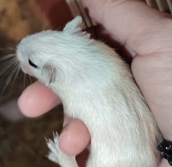 Gerbiileitä