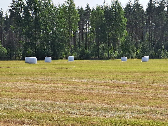 Kuivaa heinää