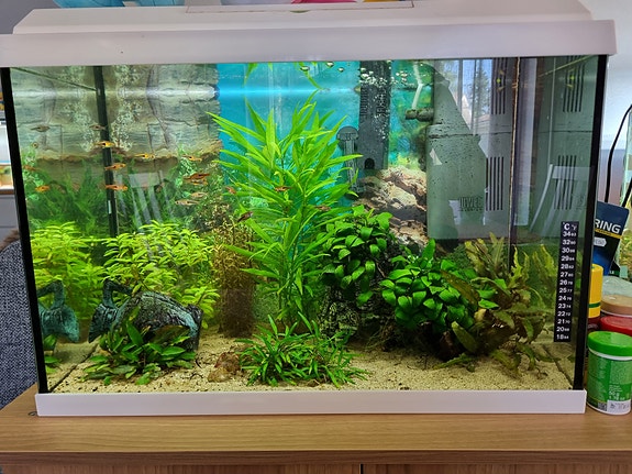 70L Juwel akvaario +asukit