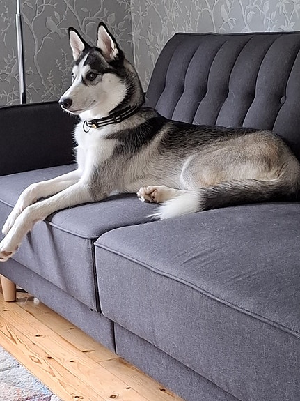 Myydään hyvään kotiin tyttökoira