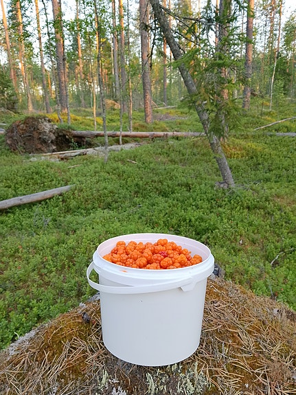 Tuoreita lakkoja (jyväskylä/lähialueet)
