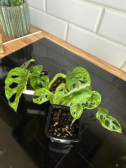 Monstera adansonii pistokkaita