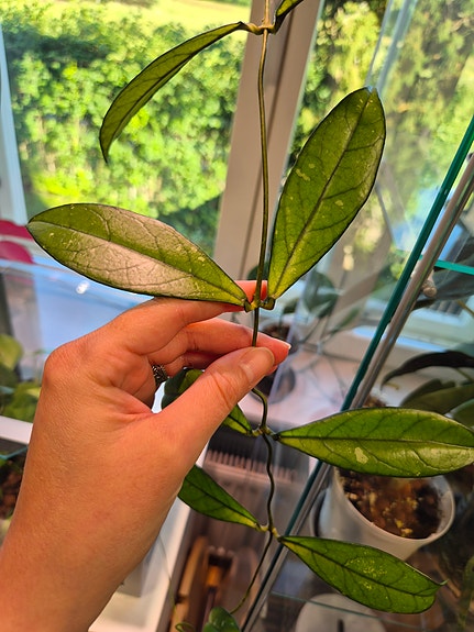 Hoya