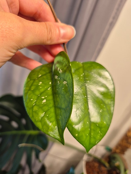 Hoya