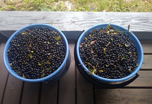Ylämaan mustikkaa