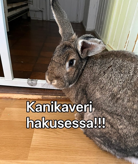 Annetaan koti kanille!