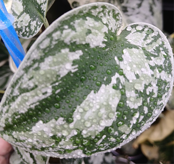 Scindapsus Silver Platinum
