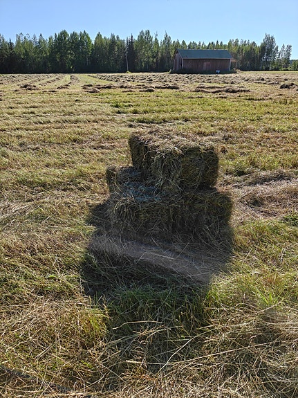 Pikkupaali heinää