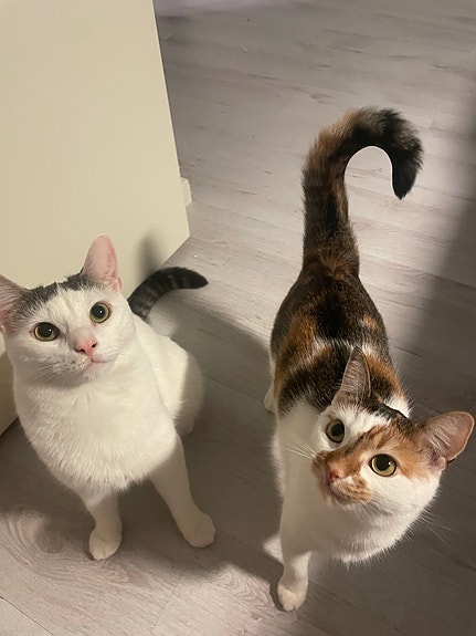 Kaksi 3v kissaa etsii yhteistä kotia❤️