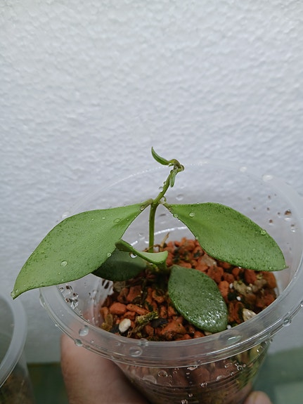 Hoya nummularioides Silver