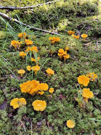 Kantarelleja ja mustikoita myytävänä