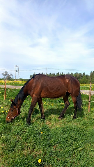 Ylläpiton 12v tamma