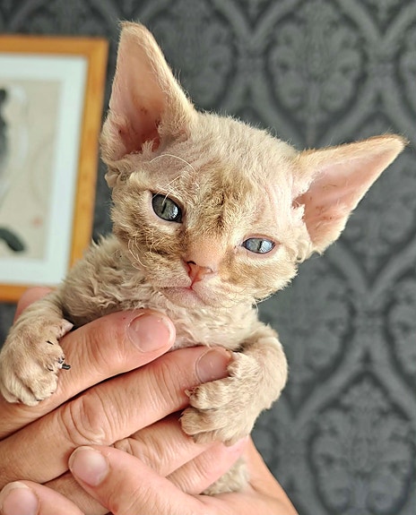 😻Devon rex