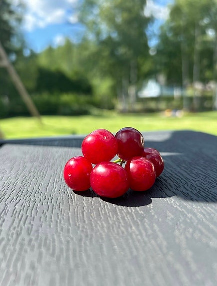 Kirsikkaa