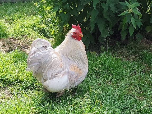 Kukko, Mille fleur
