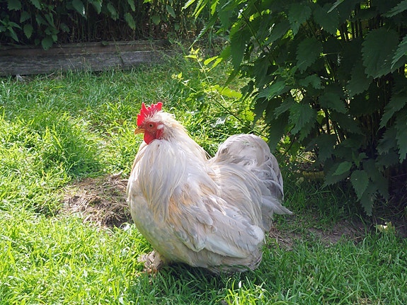 Kukko, Mille fleur