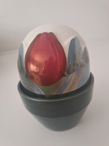 Arabian ikikukka punainen tulppaani