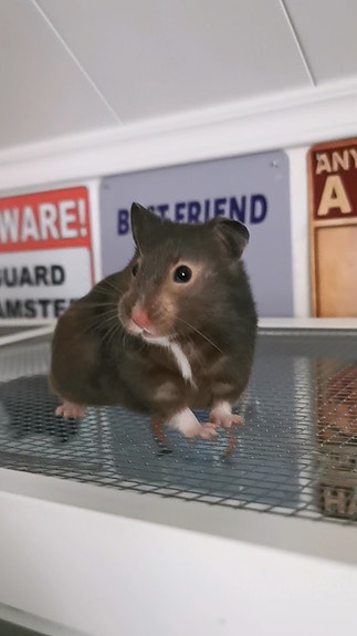 Hamsteri tyttö 2,5kk