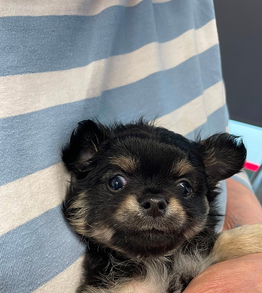 Chihuahua urospentu