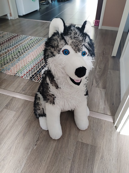 Husky pehmolelu