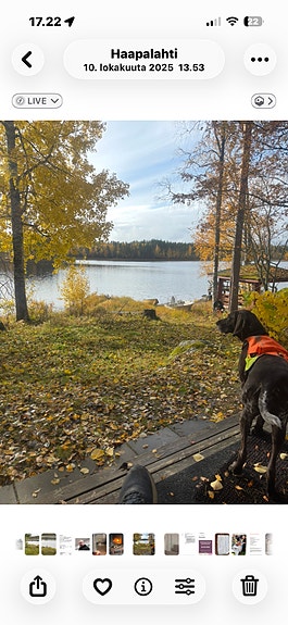 Lk-Saksanseisoja narttu 6v.